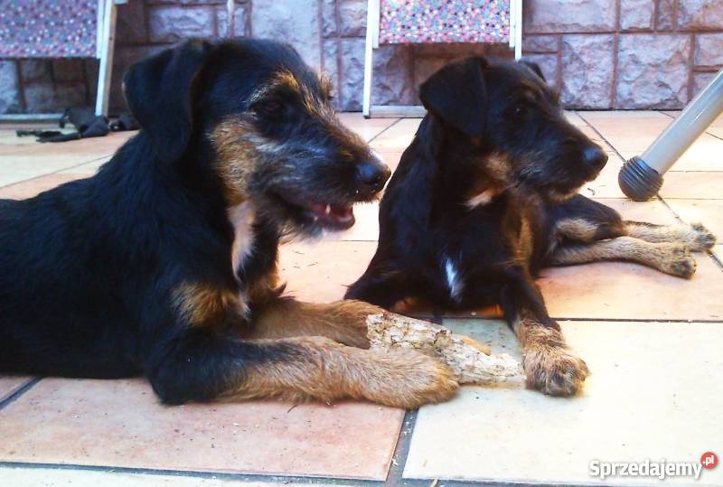 jagdterier szuczka 4 miesięczna Psy