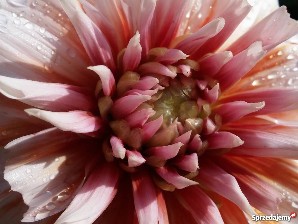 Działka ROD Darzynka prąd woda drzewka owocowe Grunty i działki Poznań sprzedam