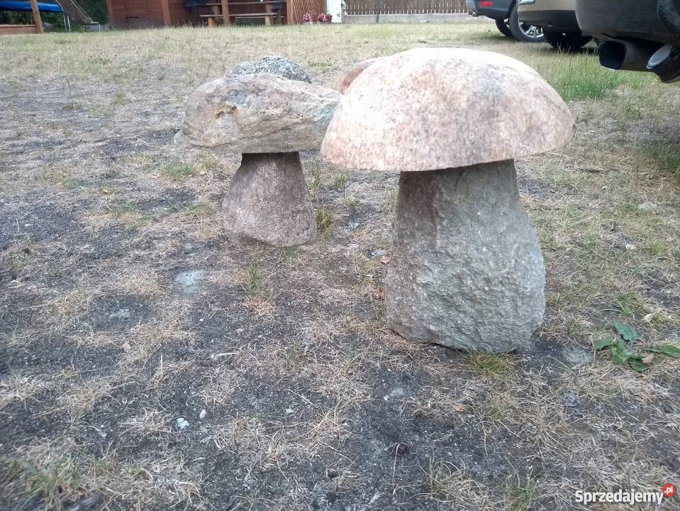 Grzyby z kamienia polnego