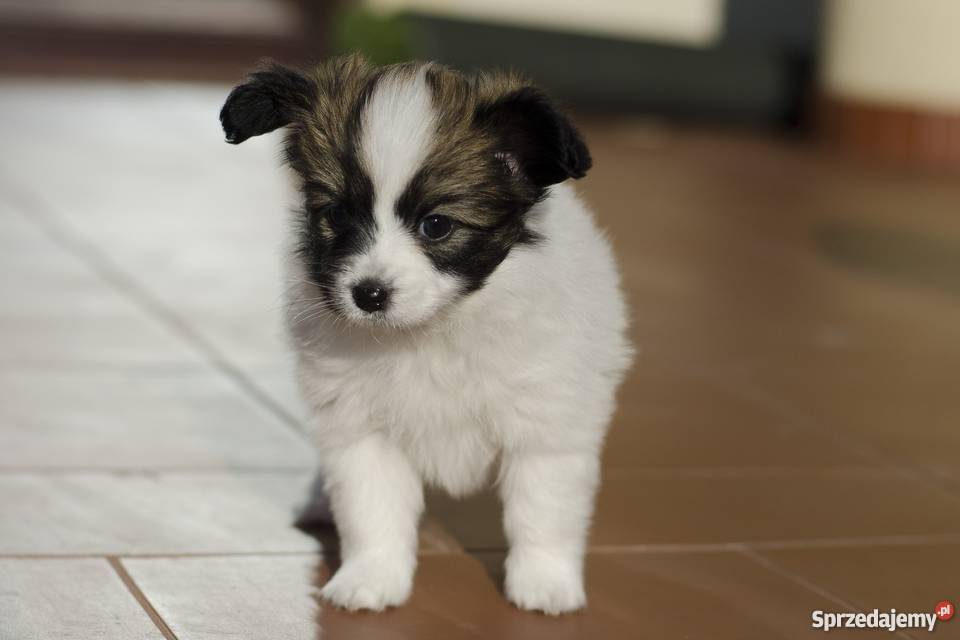 Szczeniaki Papillon trikolor