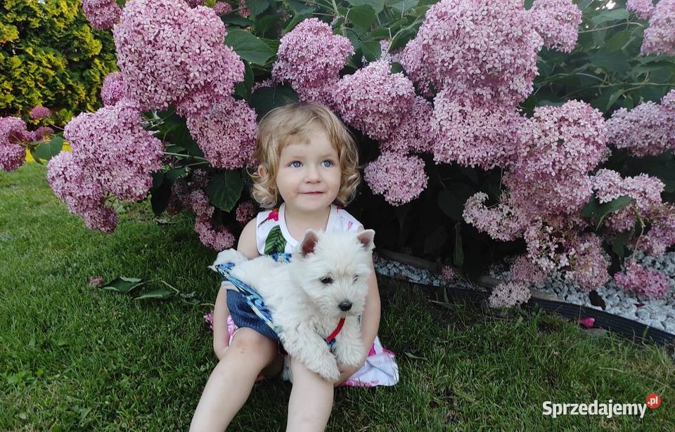 Szczeniaki West Highland White Terrier Rawa Mazowiecka