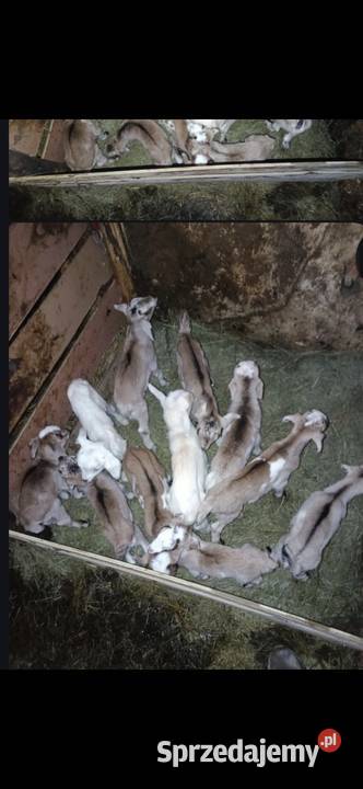 Sprzedam małopolskie Morawczyna