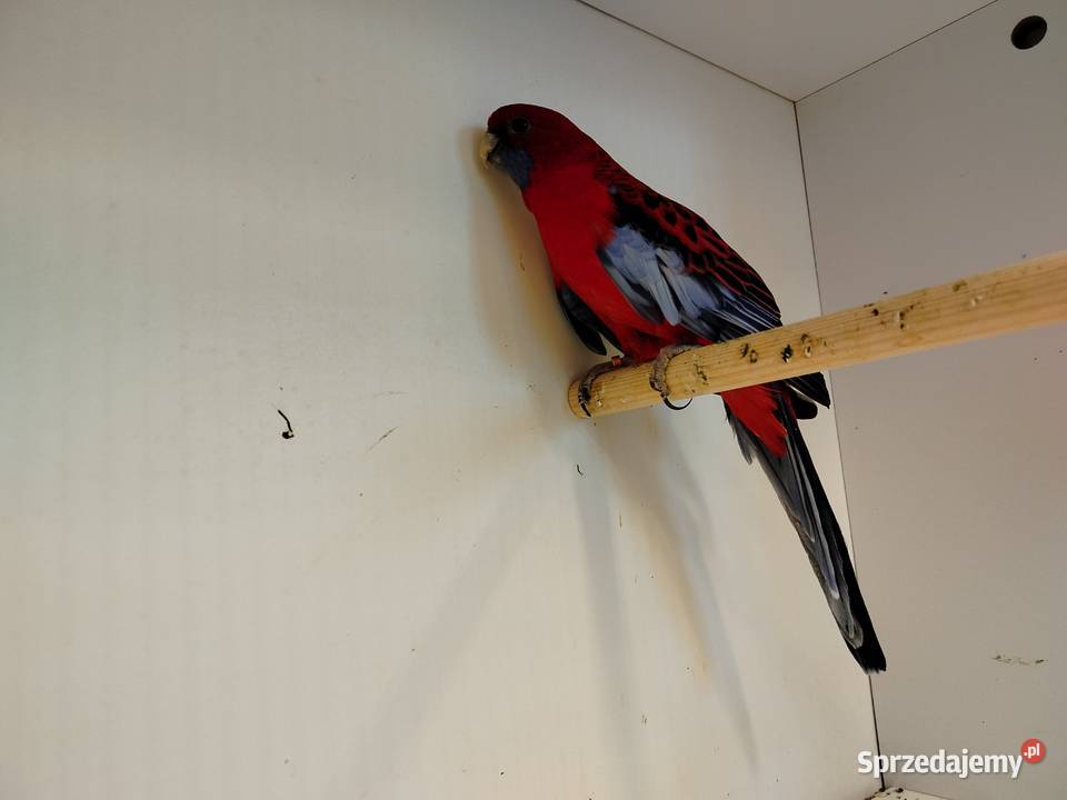 Piękny samiec rozelli królewskiej Ptaki podkarpackie Jarosław