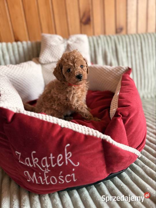 Pudel toy suczka red badania genetyczne śląskie Częstochowa