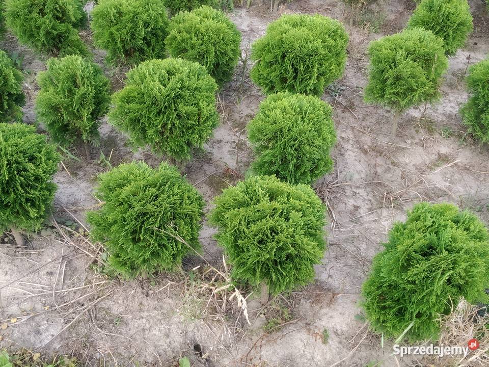 Tuja Danica śred 30 kula Kraków juta Wawrzeńczyce