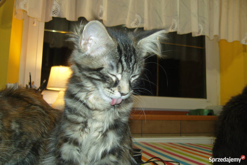 Pręgowany kocurek Maine Coon Aleksandrów Łódzki