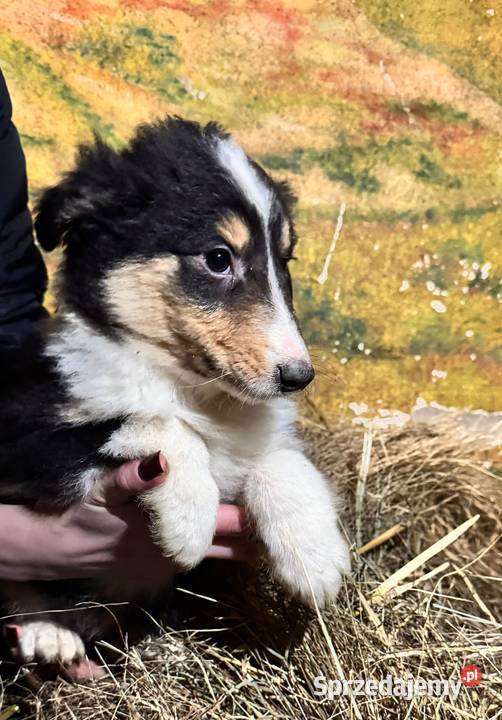 Owczarek szkocki collie Zakrzewo