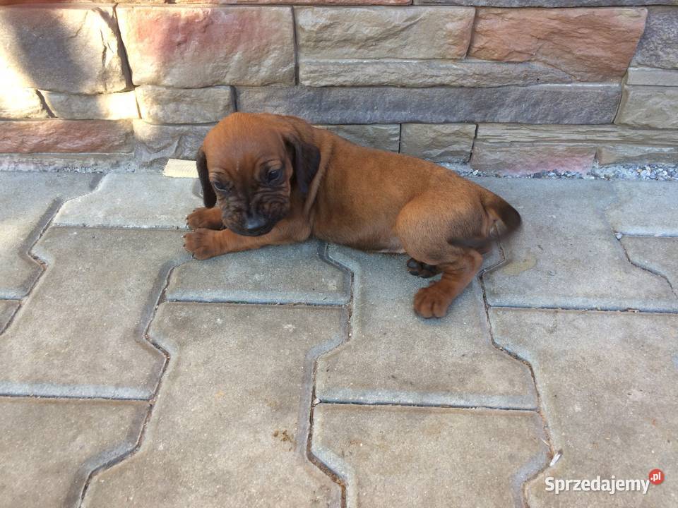 Posokowiec bawarski Jabłonka