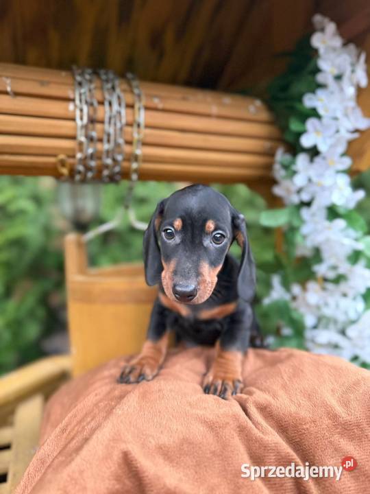 Piękny piesek Jamnik miniaturowy czarny Katowice