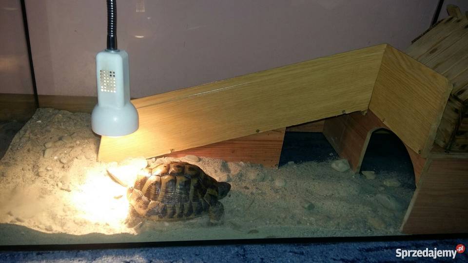 ŻÓŁW Grecki lądowy