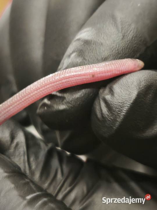 blanus sp blind snake slepucha młody osobnik Wałbrzych