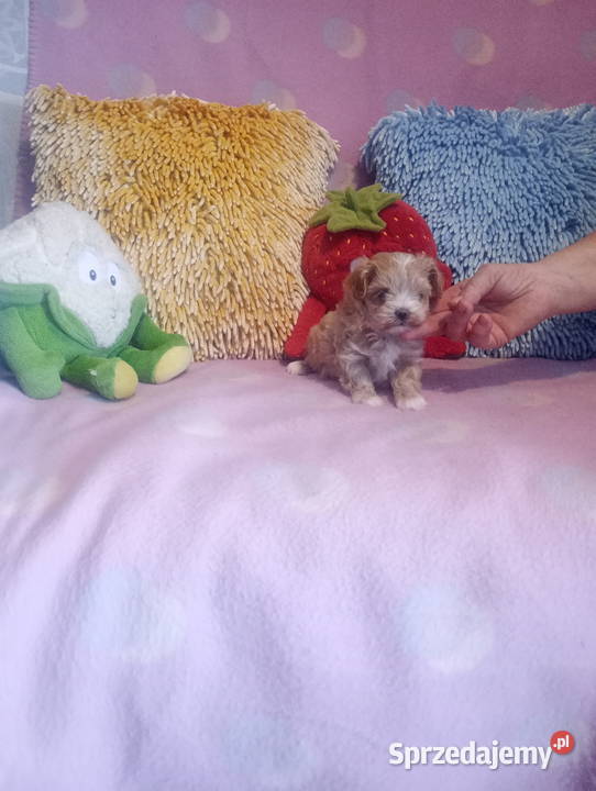 Maltipoo Pudel Maltańczyk mini suczka Opole