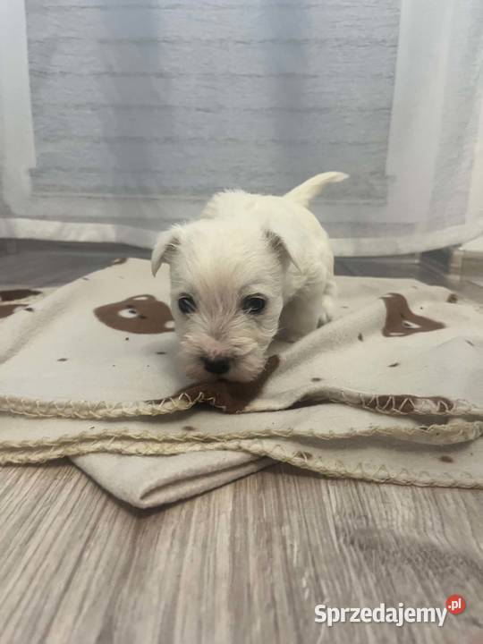 West Highland White Terrier Ustka