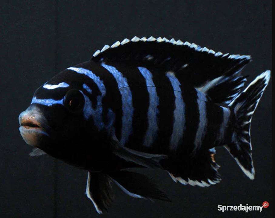 Chindongo demasoni Malawik pasiasty SZEROKA Gdańsk