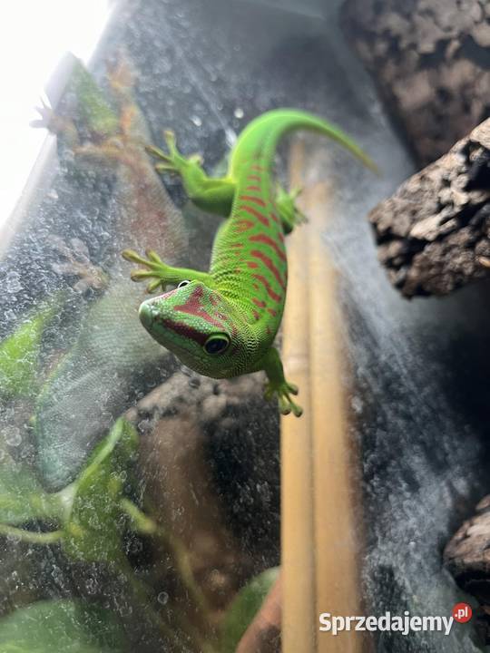 Felesumy Madagaskarskie Radom