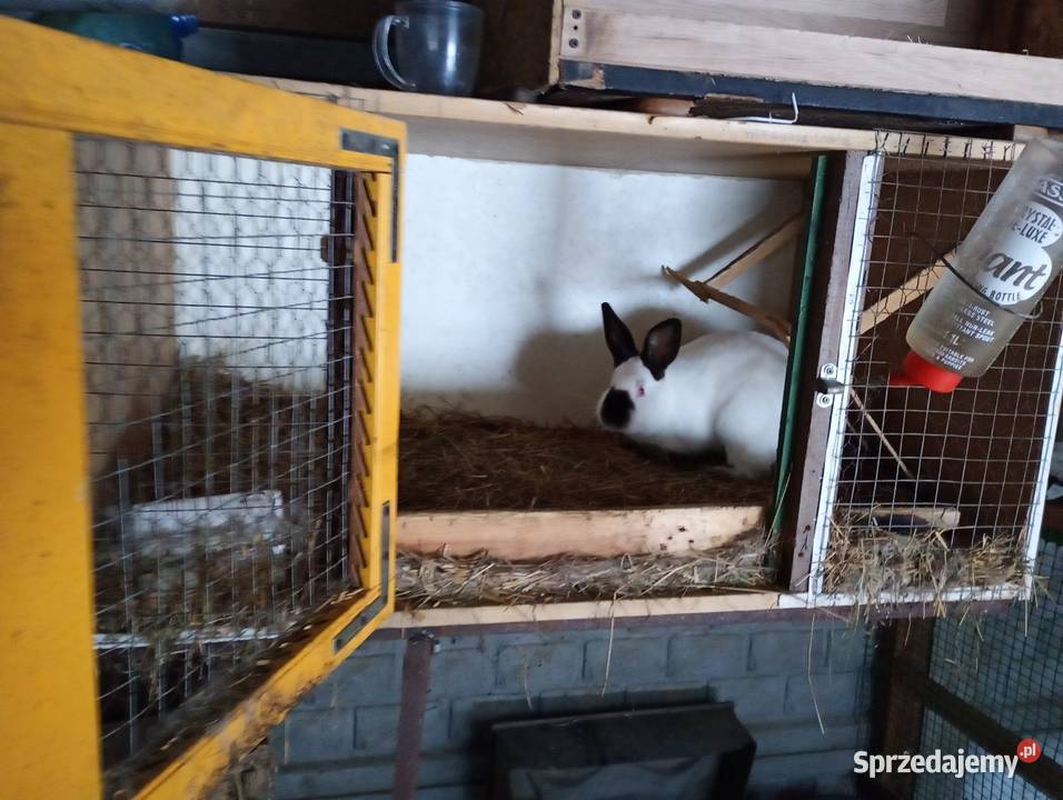 Sprzedam klatki królików łódzkie Łowicz