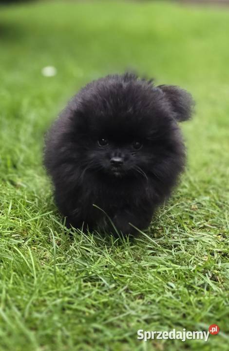 Szpic miniaturowy pomeranian Tarnów