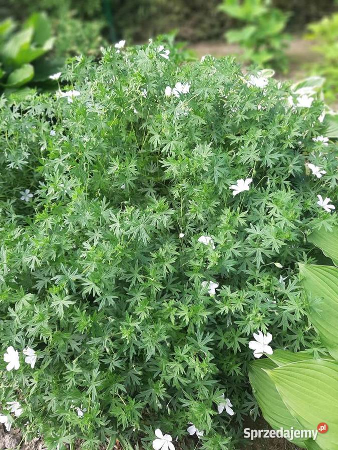 Bodziszek biały Geranium sanguineum Album Lublin