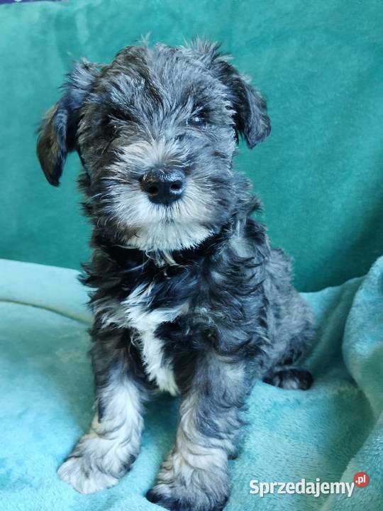sznaucer miniaturowy Sznaucer Gniew