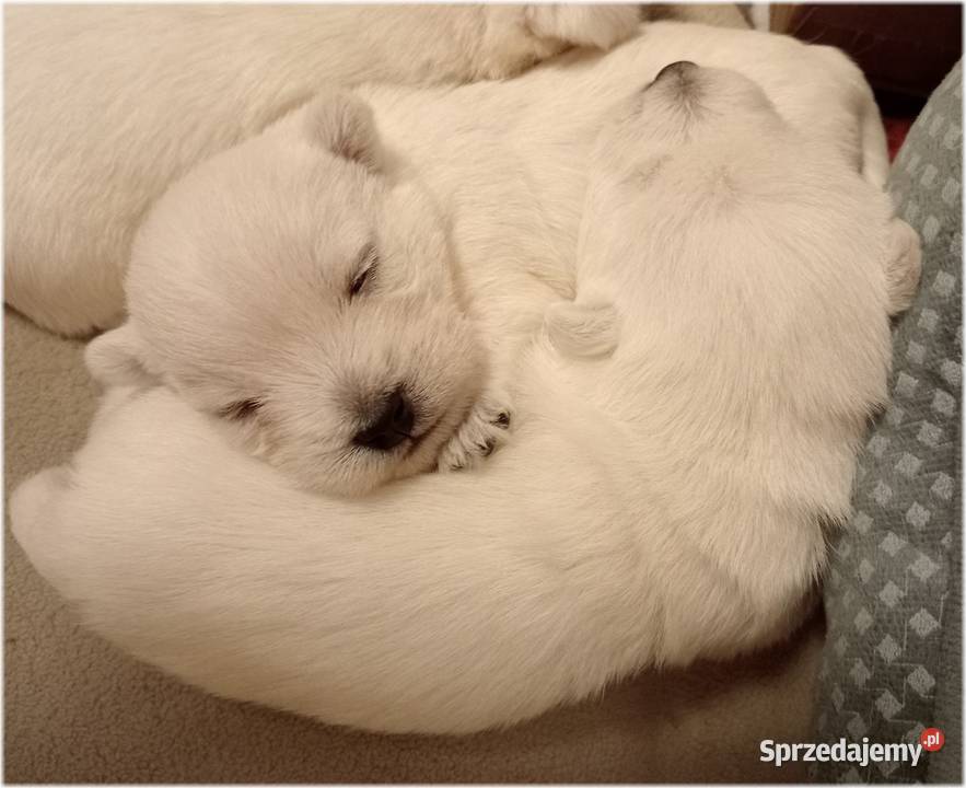 ZKwP FCI West Highland White Terrier DNA CMO0 West Highland White Terrier Częstochowa