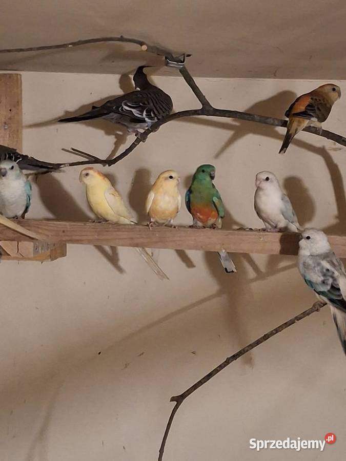 Świergotki sprzedam