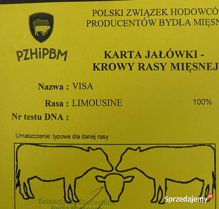 Krowa limousine warmińsko-mazurskie Działdowo