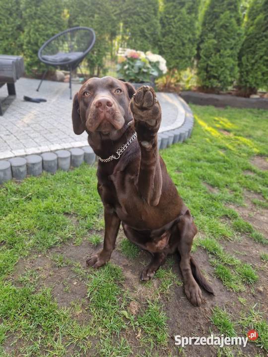 Labrador Retriever suczka 2 ojcu pochodzenia FCI Labrador Katowice sprzedam
