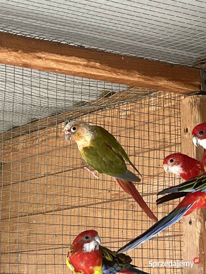 Rudosterka zielonolica 2021r Ptaki