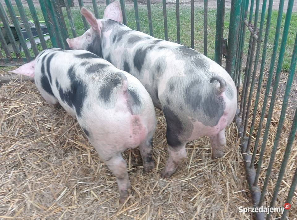 Knurki Pietrain knur knurek Trzoda chlewna wielkopolskie Strzałkowo