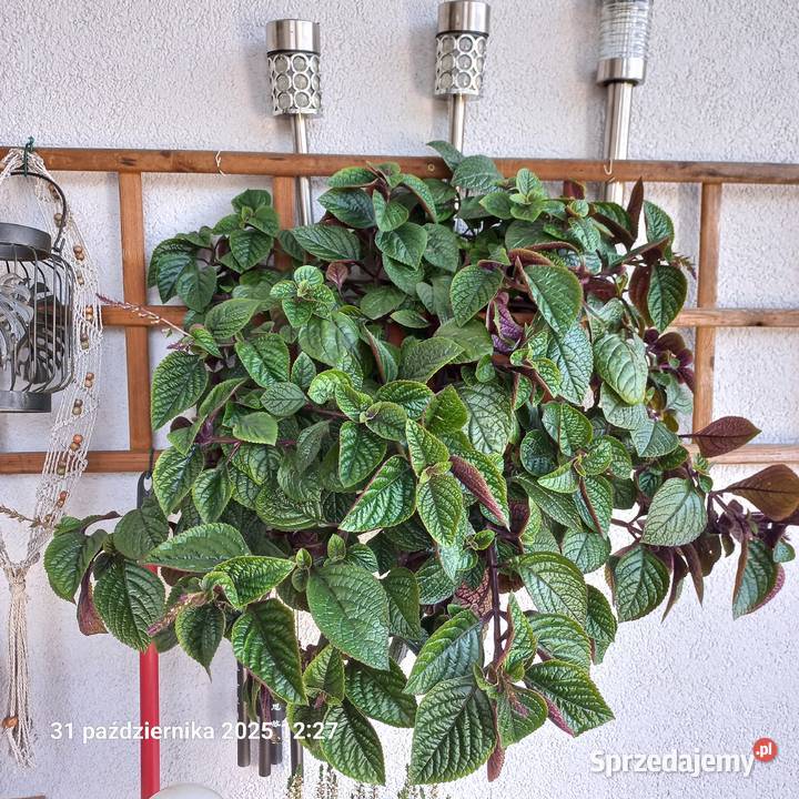 Kwiat Komarzyca Kompozycje kwiatowe Poznań