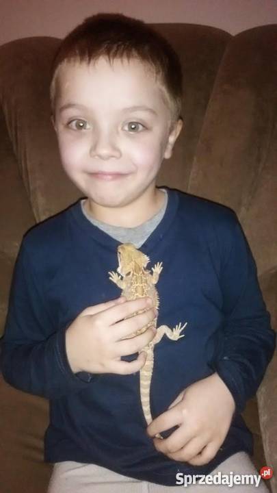 agama brodata Warszawa