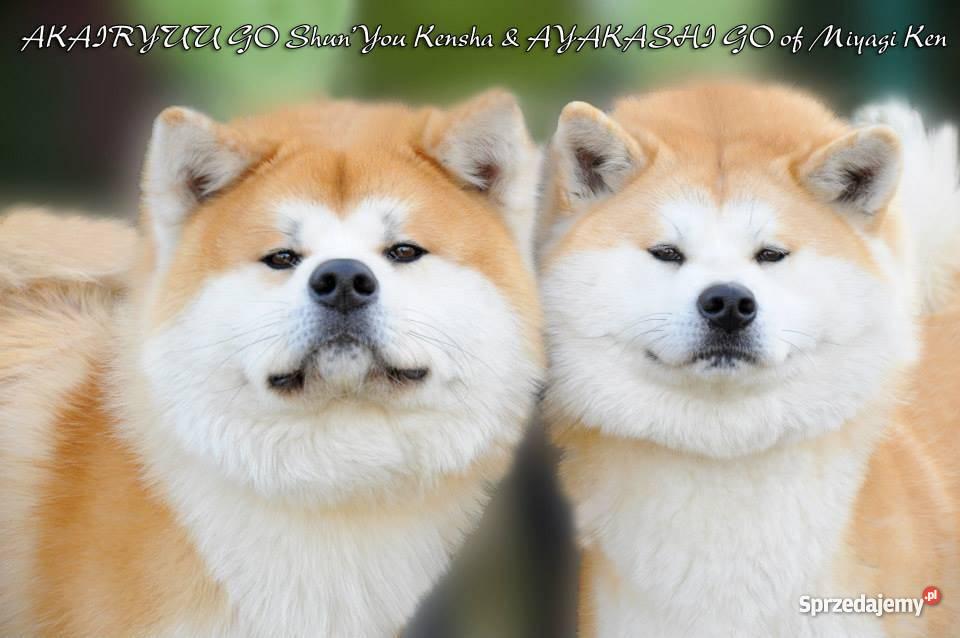 AKITA INU DOSKONAŁE SZCZENIACZKI WYBITNYCH RODZI Wałcz