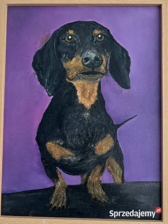 Obraz pieska Jamnik na fioletowym tle 3040 olej Świebodzin sprzedam