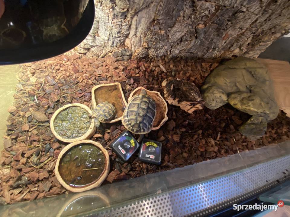 OKAZJA Żółw stepowy z terrarium 2 komplety Kiekrz
