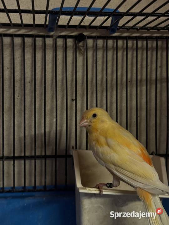 Para Kanarków i młody czyżyk Cianowice sprzedam