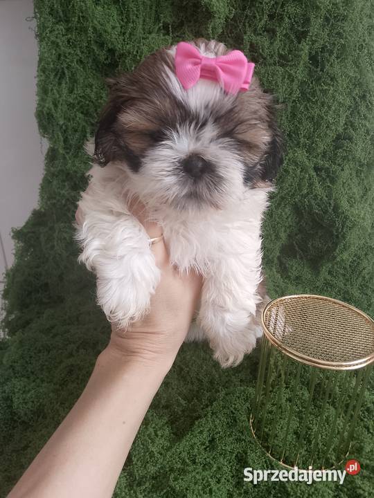Gotowa do odbioru śliczna suczka rasy ShihTzu Kępno sprzedam