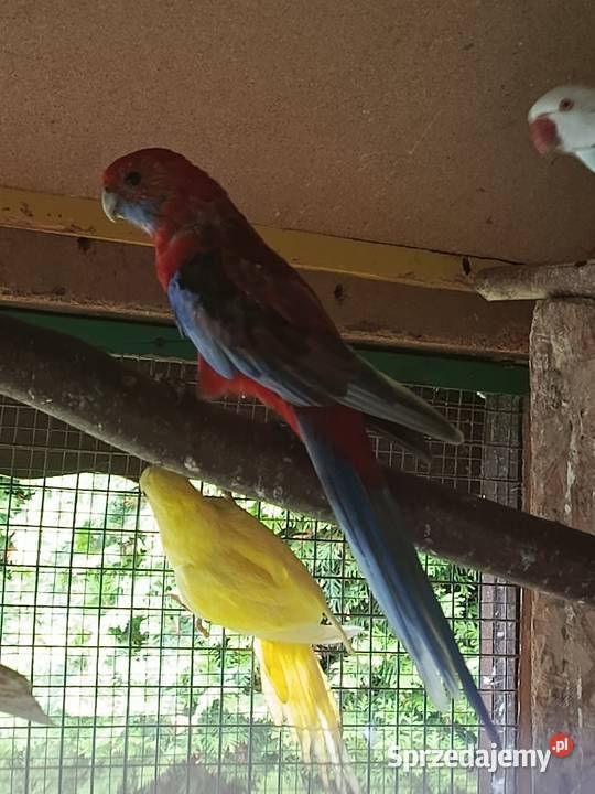 Rozella królewska samica śląskie Pszów