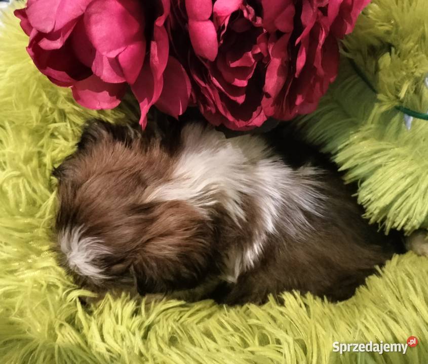 Shih tzu FCI suczka Wałbrzych