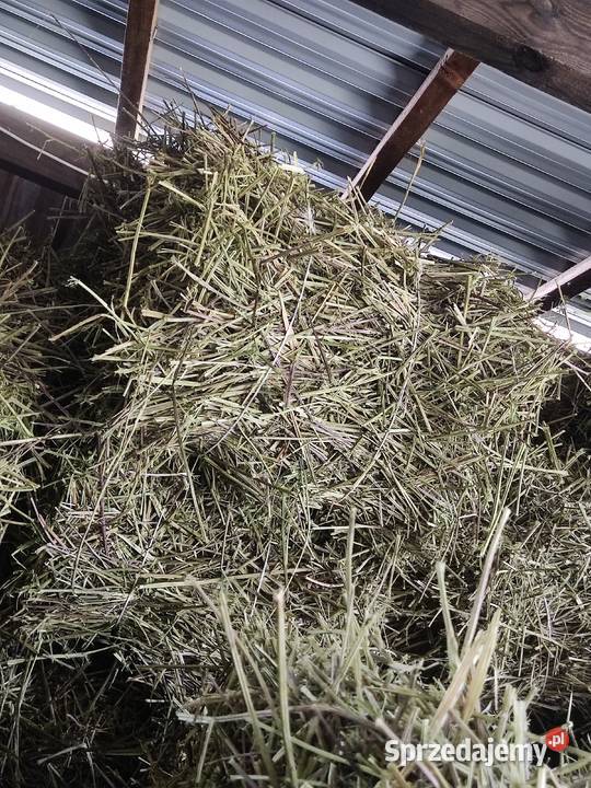 Pokrzywa liść łodyga pokrzywa Lubycza Królewska