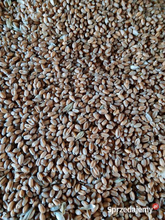 Pszenica ozima Depot Alegoria Banatus sprzedam