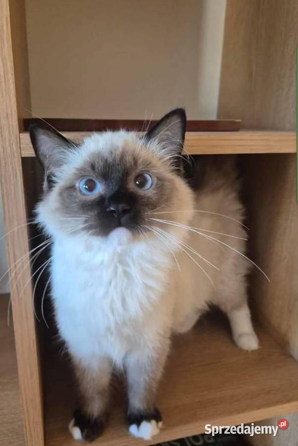 Ragdoll wystawowohodowlany Rzeszów