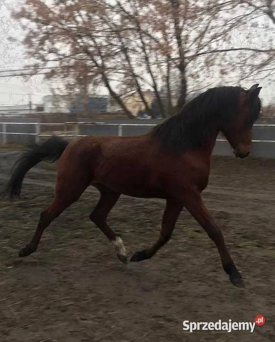 Sprzedam konia arabskiego
