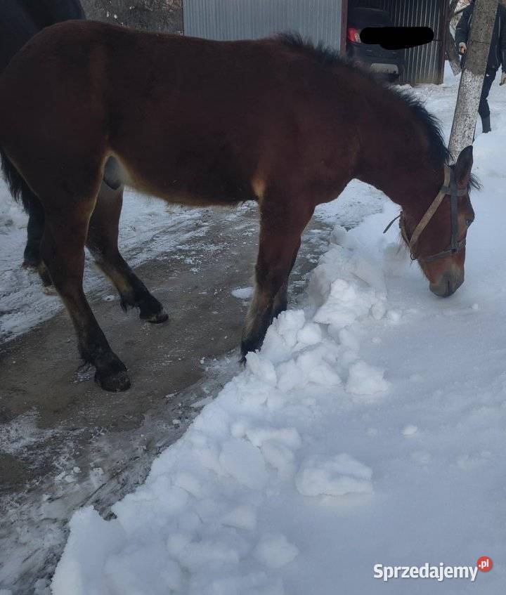 Sprzedam ogierka zimnokrwistego Jabłonka