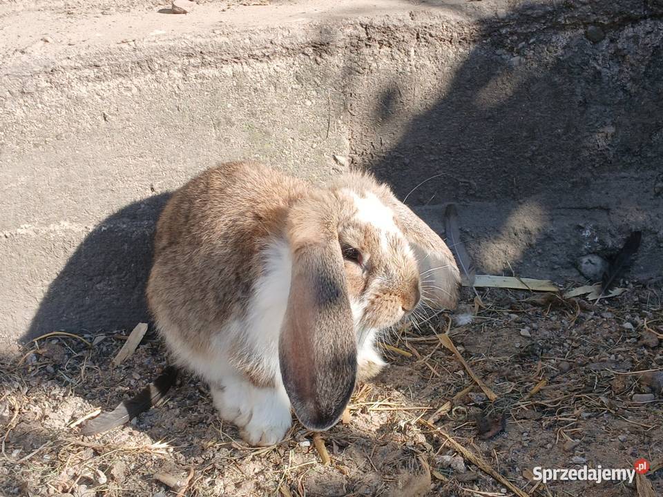 samce barany francuskie Szczeblotowo sprzedam