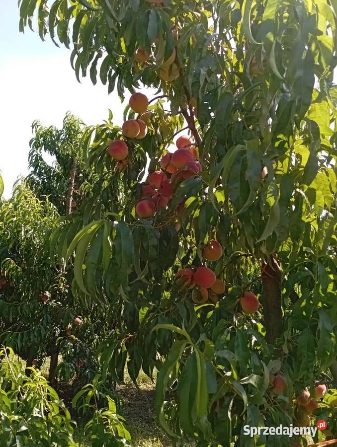 Brzoskwinie prosto z sadu do zajadania i na
