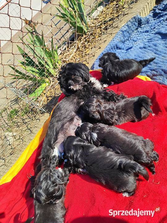 Shih tzu