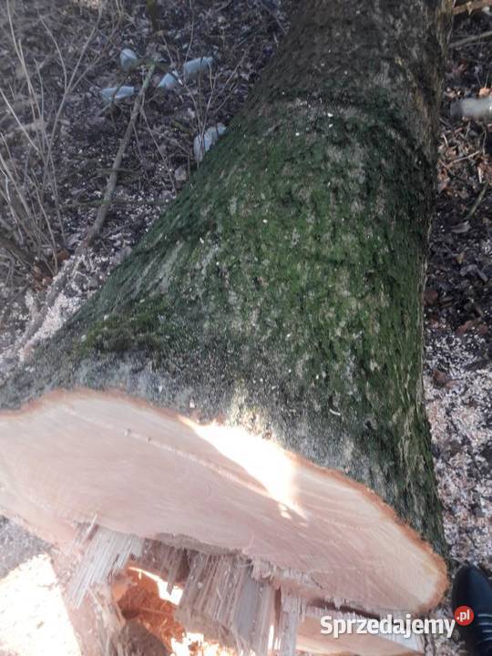 Kłody jesionow zacięte Wiślica sprzedam