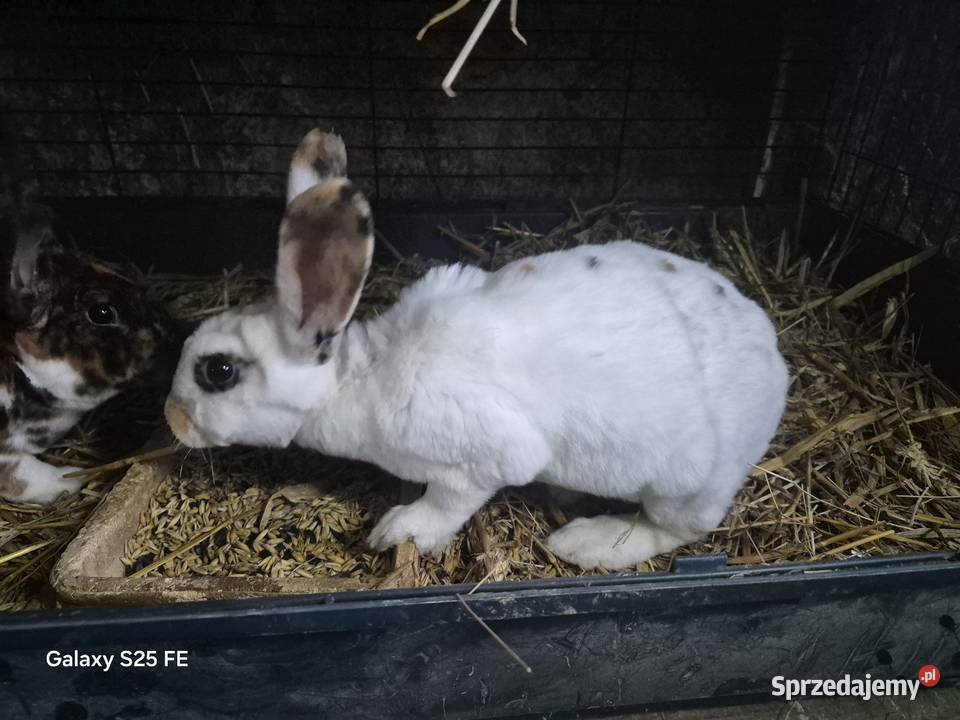Samiczki rex trójbarwny i wiedeński