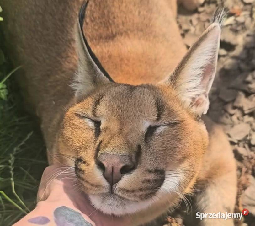 Karakal stepowy caracal młode koty łagodne warmińsko-mazurskie
