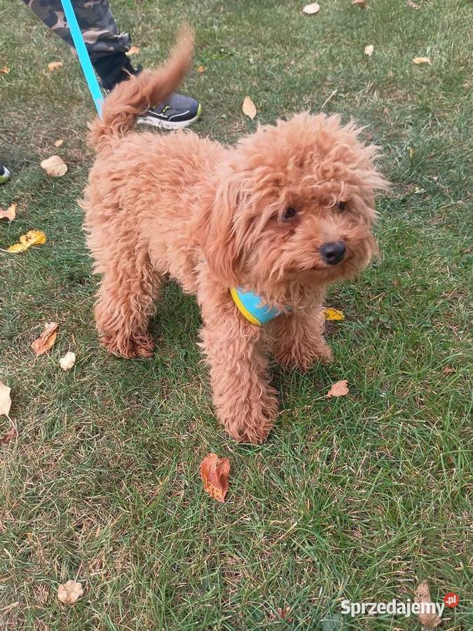 Maltipoo f1b XS Zgredek Piesek Zwierzęta Miechów sprzedam